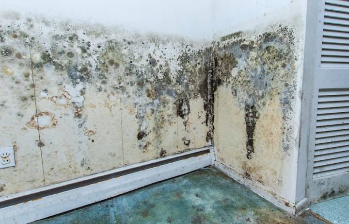 mold removal conroe